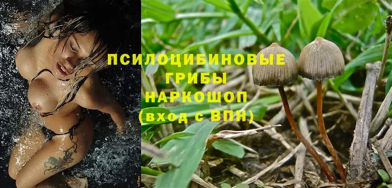 как найти закладки  Разумное  Псилоцибиновые грибы Psilocybine cubensis 